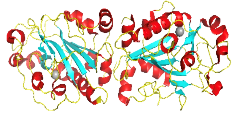 59917557.png 核酸酶.png