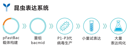 1、 昆蟲(chóng)表達(dá)系統(tǒng).png